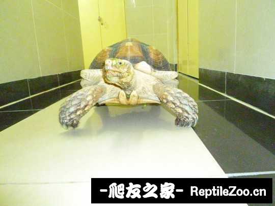 234456u7ar8qr5r1vz8q7q.jpg