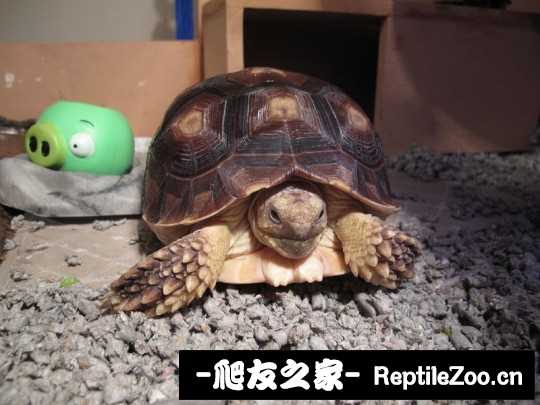 234911lla9agvobogulvii.jpg