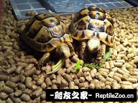 234958cpg04ipcggcvxwog.jpg