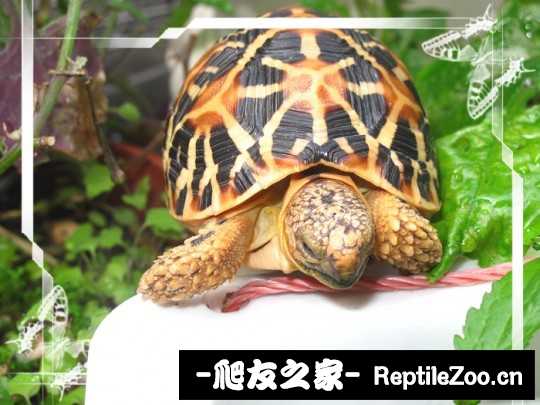 235330esovssokvc8ag8cr.jpg