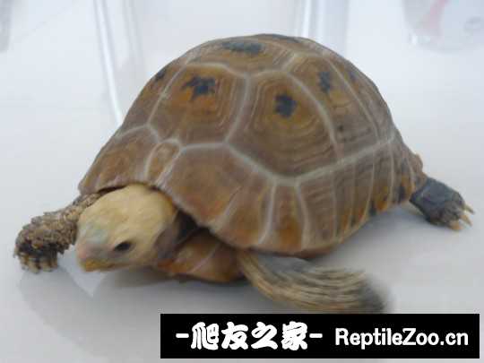 235453bh2qjje5rezh2maj.jpg