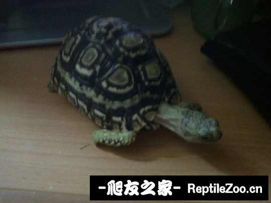 000929q084mzfdab68ddmd.jpg
