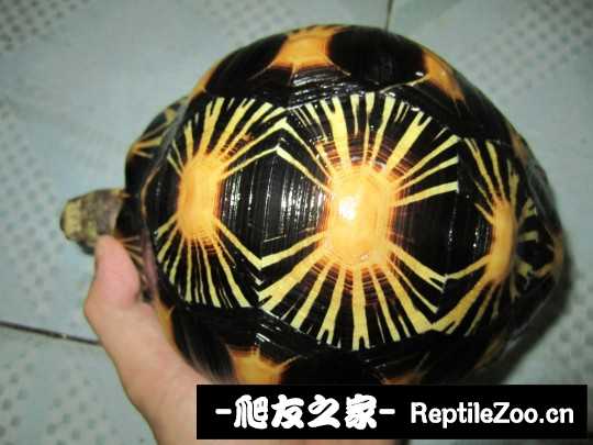 000937yebe9opl7xrdxleb.jpg