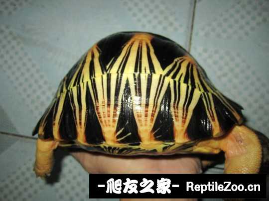 000938gzbop6to4uu0uito.jpg