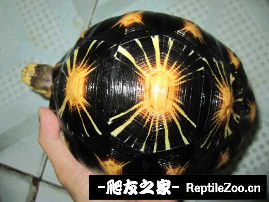 000938spv4izxfi8if34gp.jpg