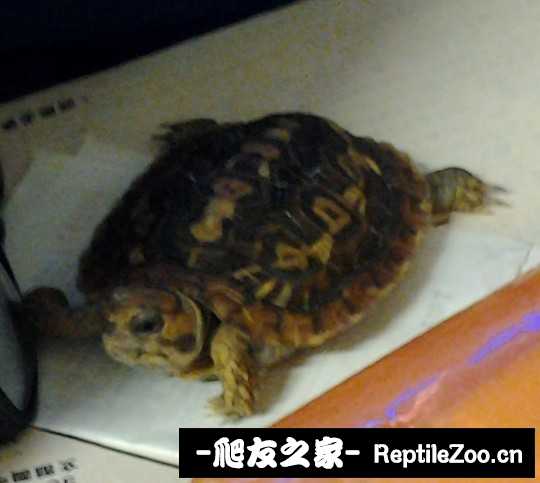 001008mhw0hss6t1qkwtbw.jpg