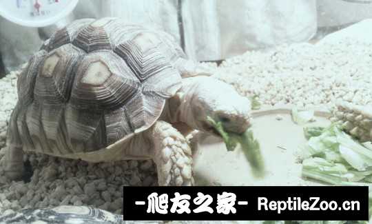 001022phy99li035q0k1tl.jpg