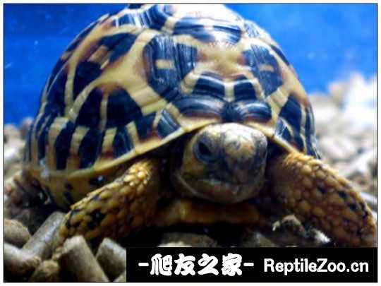 001233ceri2h8llx55lqil.jpg