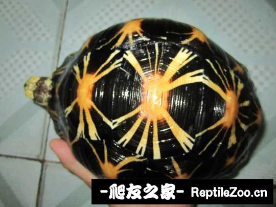 001311pnknrwon8wwwozoo.jpg