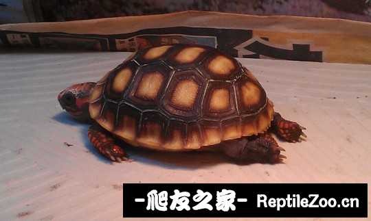 001736b5eymqlxmuhfqotk.jpg