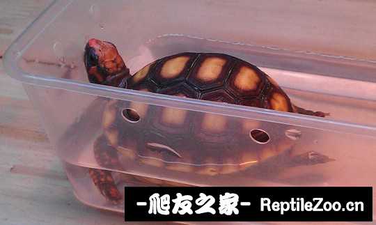001737kn7x2tsxi7c77hn3.jpg