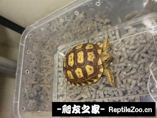 010018apv008u07pv7fn3l.jpg