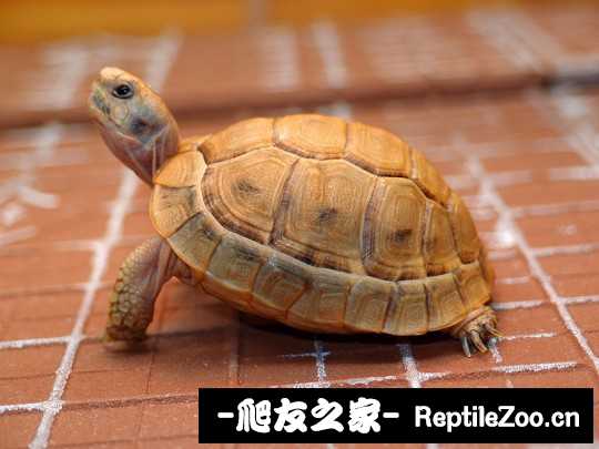 012113xzhh1owusa1zhsnn.jpg