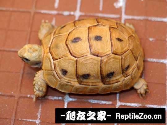 012115vcq7ab2na511hqbu.jpg