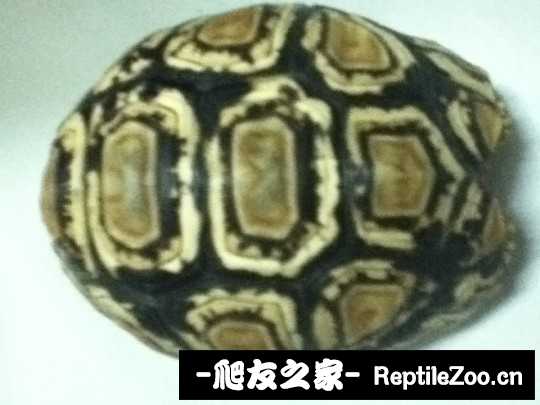 012337db6sd6bxfbuyxu6f.jpg