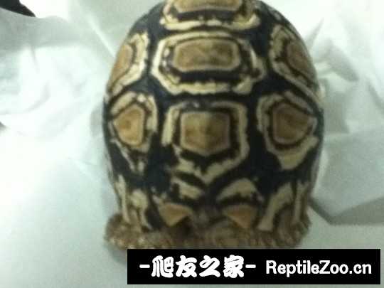 012337j44wro4ypc88zakr.jpg