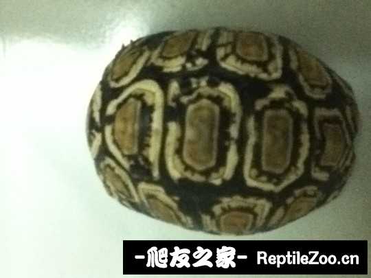 012337yahnqcy3oq3vcaqv.jpg
