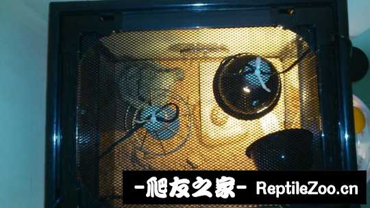 012349wbpjatkjjqpazndy.jpg