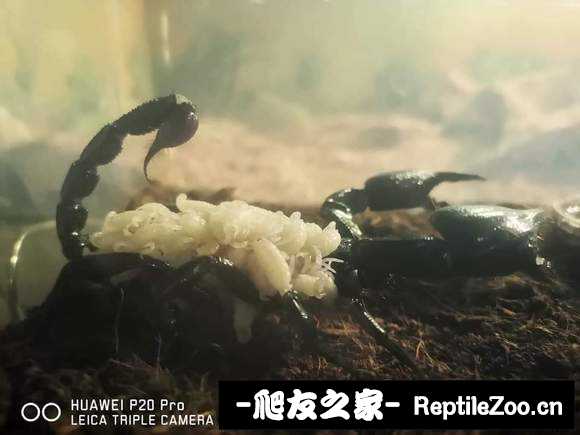display_picture.php?url=http%3A%2F%2Ftiebapic.baidu.com%2Fforum%2Fw%253D580%2Fsign%3Dbe9290cf321f95caa6f592bef9167fc5%2F28965582b2b7d0a2256c912cdcef76094a369a78.jpg