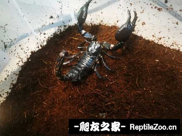 display_picture.php?url=http%3A%2F%2Ftiebapic.baidu.com%2Fforum%2Fw%253D580%2Fsign%3De23a7bd50f66d0167e199e20a72ad498%2F312d805494eef01fe1c8e0ddbdfe9925bd317d69.jpg