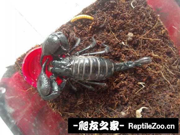 display_picture.php?url=http%3A%2F%2Fimgsa.baidu.com%2Fforum%2Fw%253D580%2Fsign%3D5828b47314ce36d3a20483380af23a24%2F5f1646ed2e738bd4b081fa98a08b87d6267ff91d.jpg