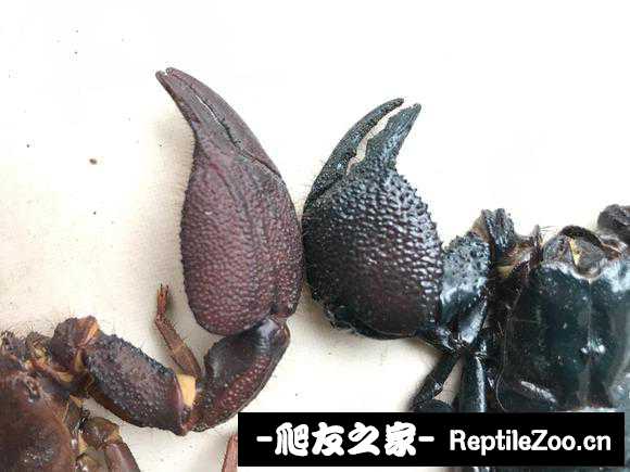 display_picture.php?url=http%3A%2F%2Ftiebapic.baidu.com%2Fforum%2Fw%253D580%2Fsign%3Df80aae18a3cd7b89e96c3a8b3f254291%2F1c87b0315c6034a872d216538e13495408237656.jpg