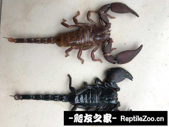 display_picture.php?url=http%3A%2F%2Ftiebapic.baidu.com%2Fforum%2Fw%253D580%2Fsign%3D548405b34ab30f24359aec0bf894d192%2Fb10a52df8db1cb13665992c19854564e93584b56.jpg