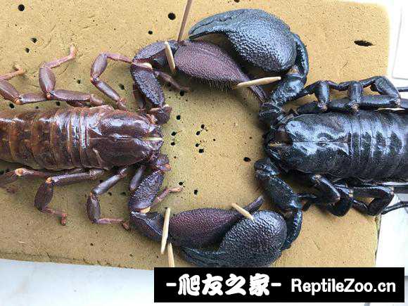 display_picture.php?url=http%3A%2F%2Ftiebapic.baidu.com%2Fforum%2Fw%253D580%2Fsign%3D10e0b591ced4b31cf03c94b3b7d7276f%2Fc2b2b512c8fcc3ce99f067e1d745d688d53f2056.jpg