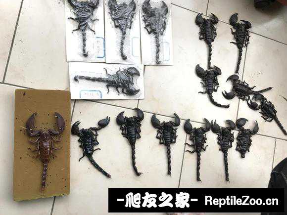 display_picture.php?url=http%3A%2F%2Ftiebapic.baidu.com%2Fforum%2Fw%253D580%2Fsign%3Da22faa33ca2bd40742c7d3f54b899e9c%2Fbf8b21f5e0fe9925173a5d4b69a85edf8db1711d.jpg