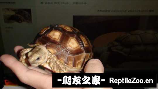 041258le1azz9lb9brlifq.jpg