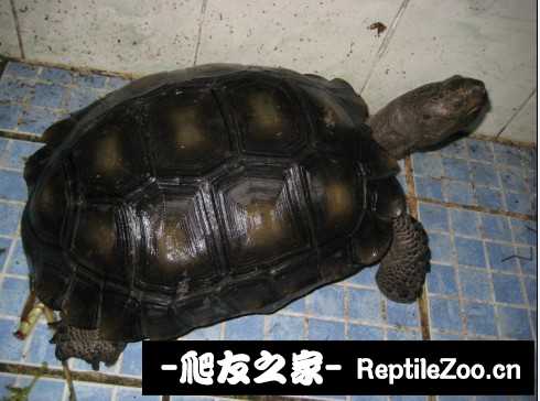 041735bidwggi808ipp8wd.jpg
