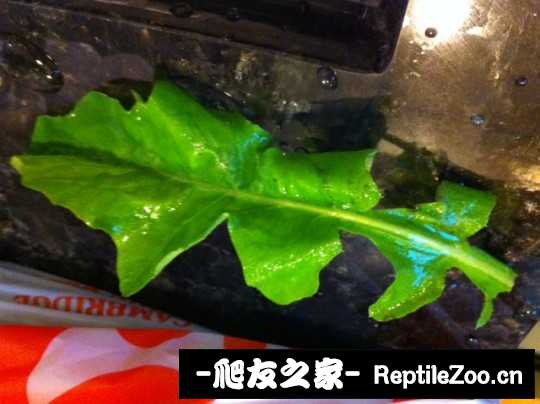 041851w5macethtutlej5e.jpg