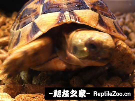 041907tos1syppozoftkyo.jpg