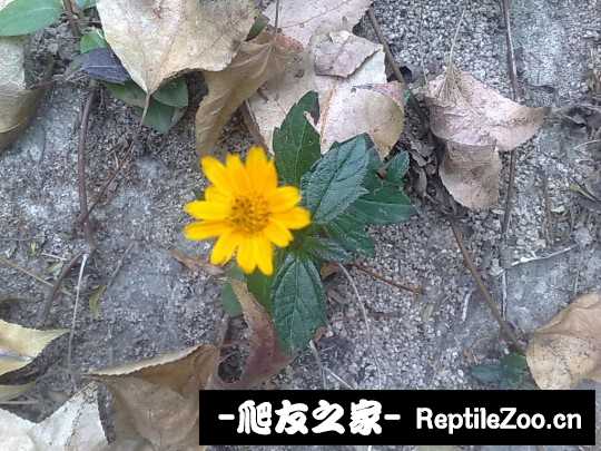041933si59l990ylqrwl6b.jpg