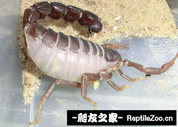 display_picture.php?url=http%3A%2F%2Ftiebapic.baidu.com%2Fforum%2Fw%253D580%2Fsign%3Dc4d3ca6dec773912c4268569c81b8675%2Fe2abc53d70cf3bc7aded413c9400baa1cf112a97.jpg