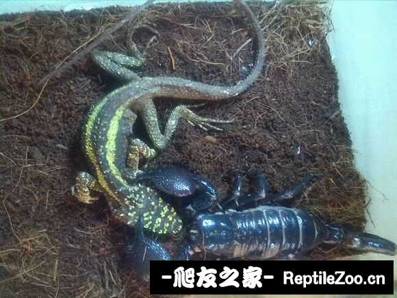 display_picture.php?url=http%3A%2F%2Fimgsa.baidu.com%2Fforum%2Fw%253D580%2Fsign%3D7544934877094b36db921be593ce7c00%2F0fb16f2762d0f703d566f84b09fa513d2497c5f7.jpg