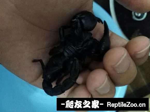 display_picture.php?url=http%3A%2F%2Fimgsa.baidu.com%2Fforum%2Fw%253D580%2Fsign%3D070dedafa74bd11304cdb73a6aaea488%2F58f65a4e9258d1097c46a06edb58ccbf6e814de3.jpg