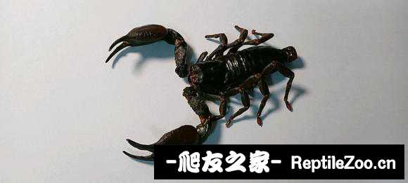 display_picture.php?url=http%3A%2F%2Ftiebapic.baidu.com%2Fforum%2Fw%253D580%2Fsign%3Df68f4642032309f7e76fad1a420c0c39%2F21ad47fbfbedab64ba8a1e16b236afc37b311e8a.jpg
