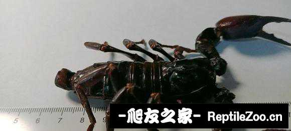 display_picture.php?url=http%3A%2F%2Ftiebapic.baidu.com%2Fforum%2Fw%253D580%2Fsign%3D371749c8fc389b5038ffe05ab537e5f1%2Fcae82ca4462309f79194fec4370e0cf3d5cad68b.jpg