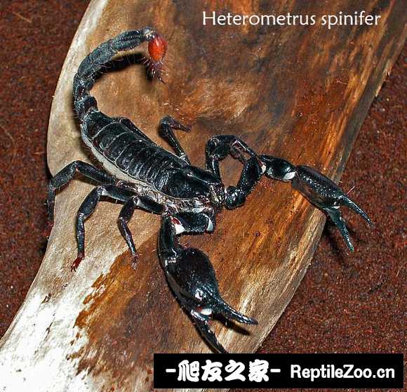 display_picture.php?url=http%3A%2F%2Ftiebapic.baidu.com%2Fforum%2Fw%253D580%2Fsign%3D5e25d8191b3387449cc52f74610fd937%2F0784c3fc1e178a821100f9e9e103738da877e8da.jpg