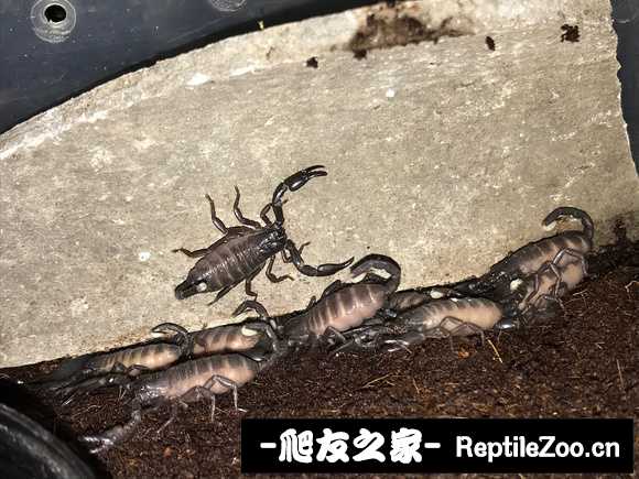 display_picture.php?url=http%3A%2F%2Ftiebapic.baidu.com%2Fforum%2Fw%253D580%2Fsign%3Dc2612c35460fd9f9a0175561152cd42b%2F3ca34690f603738d80ee0f6ba41bb051f919ec71.jpg