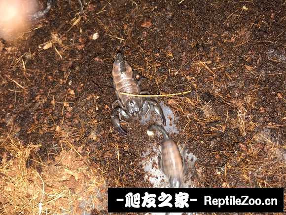 display_picture.php?url=http%3A%2F%2Ftiebapic.baidu.com%2Fforum%2Fw%253D580%2Fsign%3D5b513c3fe51fbe091c5ec31c5b610c30%2F8ff7bf19ebc4b7456333b45fd8fc1e178b821571.jpg