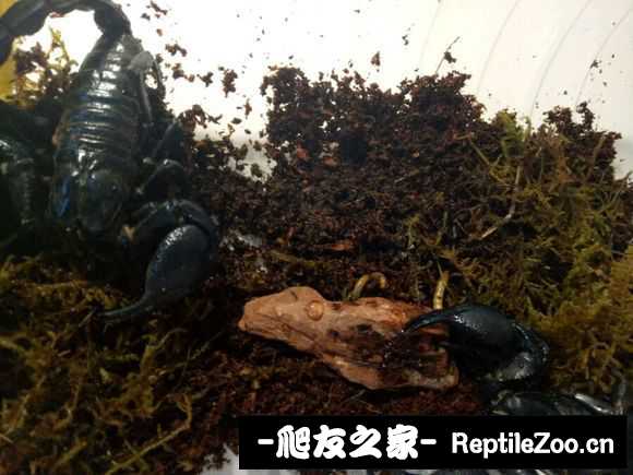 display_picture.php?url=http%3A%2F%2Fimgsa.baidu.com%2Fforum%2Fw%253D580%2Fsign%3Dd95654c7888ba61edfeec827713597cc%2F35dcc68065380cd7f940f0e0ab44ad3458828187.jpg