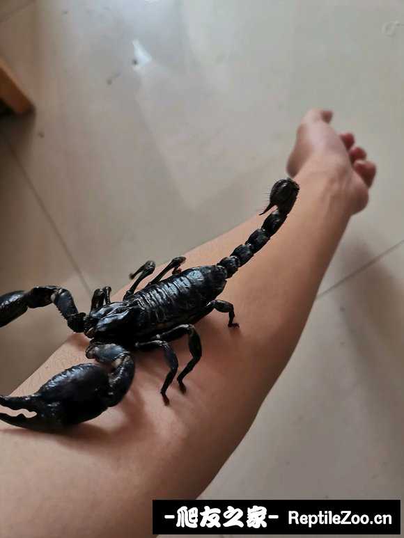 display_picture.php?url=http%3A%2F%2Ftiebapic.baidu.com%2Fforum%2Fw%253D580%2Fsign%3D60973e246ff0f736d8fe4c093a54b382%2F9c7ab03eb13533fa49789b75bfd3fd1f43345bc5.jpg