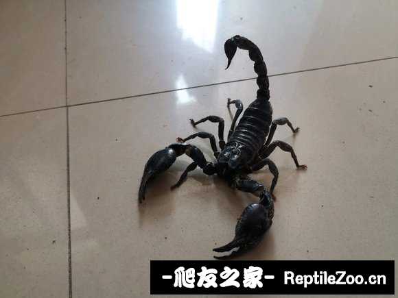 display_picture.php?url=http%3A%2F%2Ftiebapic.baidu.com%2Fforum%2Fw%253D580%2Fsign%3D1a39eca3b086c91708035231f93c70c6%2F550000f431adcbeff9fa765dbbaf2edda1cc9fc5.jpg
