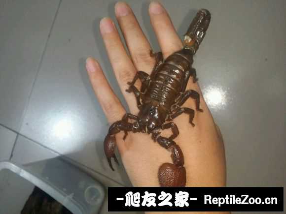 display_picture.php?url=http%3A%2F%2Fimgsa.baidu.com%2Fforum%2Fw%253D580%2Fsign%3D2c4b3320db160924dc25a213e406359b%2F09f698eef01f3a29b74381b89225bc315d607c5b.jpg