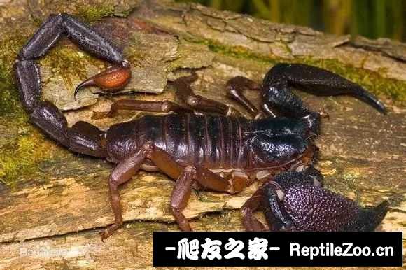 display_picture.php?url=http%3A%2F%2Ftiebapic.baidu.com%2Fforum%2Fw%253D580%2Fsign%3Dda302342319759ee4a5060c382fa434e%2Fc705d533c895d1437f81a36c64f082025baf0728.jpg