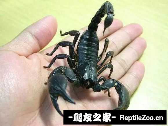 display_picture.php?url=http%3A%2F%2Ftiebapic.baidu.com%2Fforum%2Fw%253D580%2Fsign%3D71267a85463d26972ed3085565fab24f%2F8a864ea7d933c8950089df34c61373f083020028.jpg