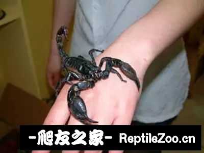 display_picture.php?url=http%3A%2F%2Ftiebapic.baidu.com%2Fforum%2Fw%253D580%2Fsign%3D82f754e84eee3d6d22c687c373176d41%2F5c91c495d143ad4b02d9018f95025aafa50f0628.jpg