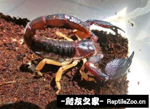 display_picture.php?url=http%3A%2F%2Ftiebapic.baidu.com%2Fforum%2Fw%253D580%2Fsign%3D8c244f1242fbb2fb342b581a7f4b2043%2F54e1a14bd11373f057c828d0b30f4bfbfaed0428.jpg
